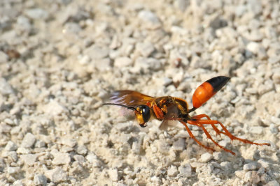 Short Flight