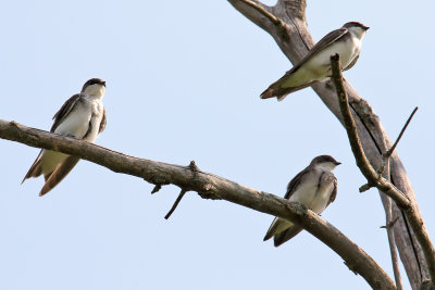 Triple Perch