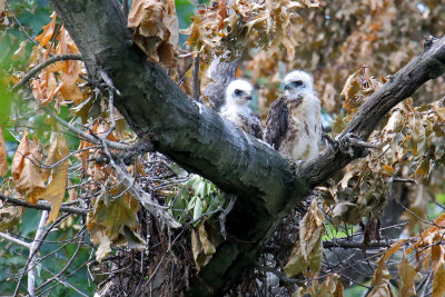 Two Little Hawks