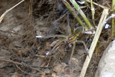 Large Arachnid