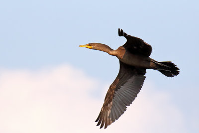 Flying Up River