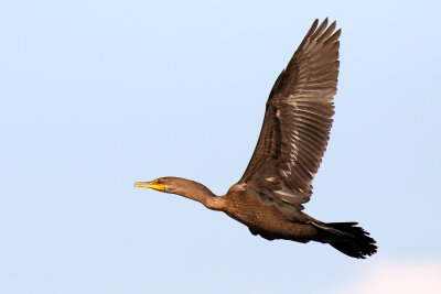 Cormorant in Flight