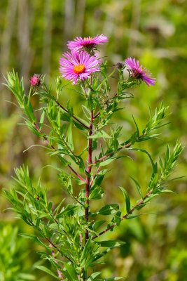 Aster in August