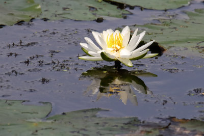 White on the Water