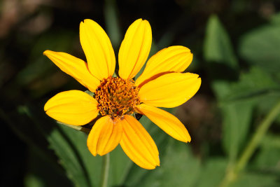 September Sunflower