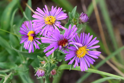 September Asters