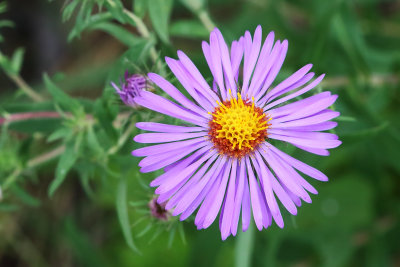 Purple Pinwheel 