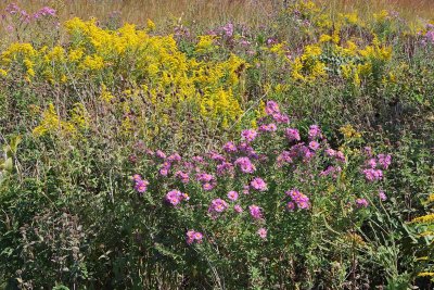 September Wildflowers