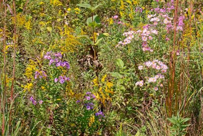 Late Wildflwers