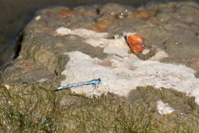 September Sunbather