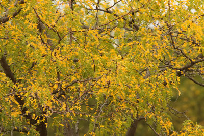 September Gold