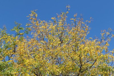 September Gold