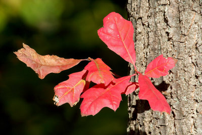 Autumn Oak