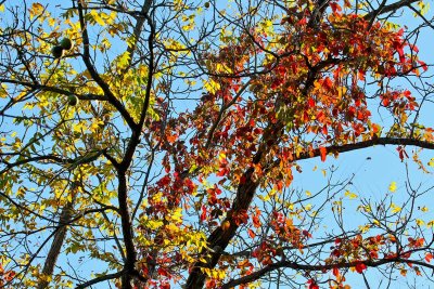 Two-Tone Fall