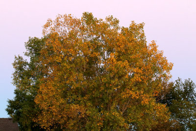 Fall at Dusk