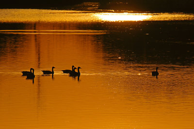 Golden Geese