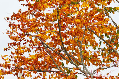 Feeling Like Fall