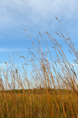 Prairie Grass