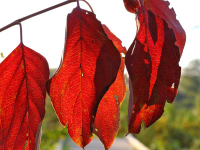 Fall Flags