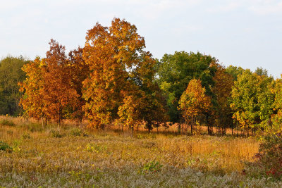 Autumn Arriving