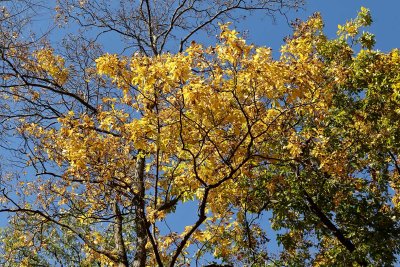 Autumn Above