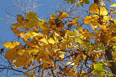 Fall Hickory