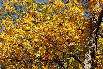 Golden Time of Year