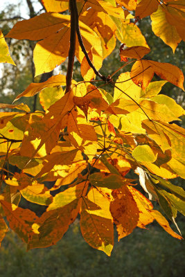 Golden Color