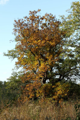 One Tree at a Time