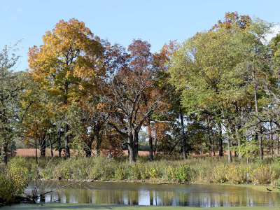 Fall by the Pond