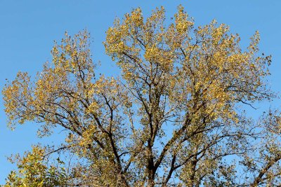 Colored Cottonwood