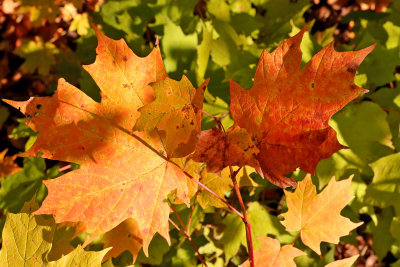 Miniature Maple