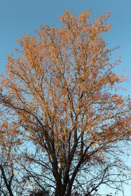 Shades of Fall