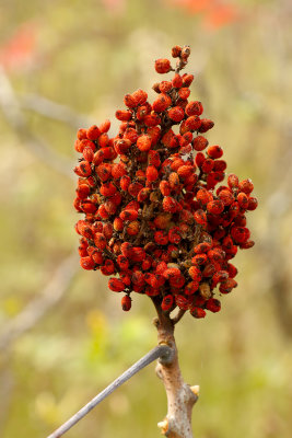 Fall Fruit