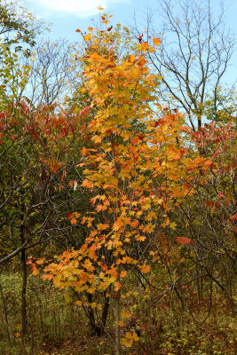 IMG_0052 1M.jpg
