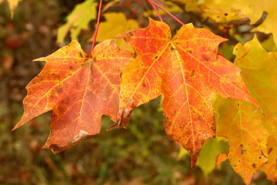 October Maple Leaves