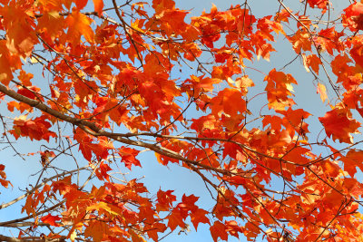 Colors of the Season