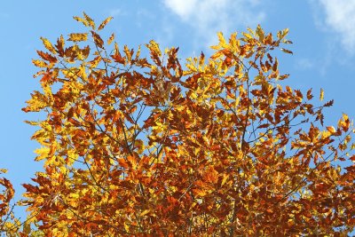 Last Leaves