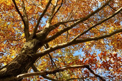 October Up the Trunk