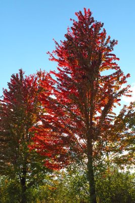 Fall From Behind
