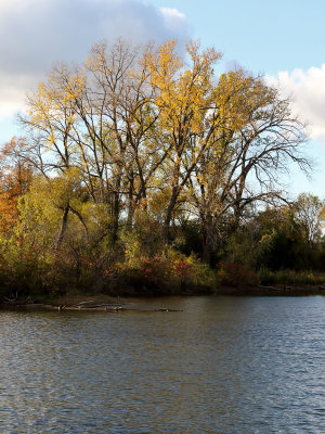 Trees of Gold
