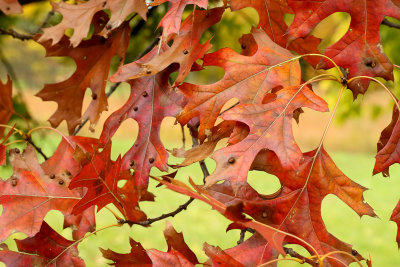 Oak in October