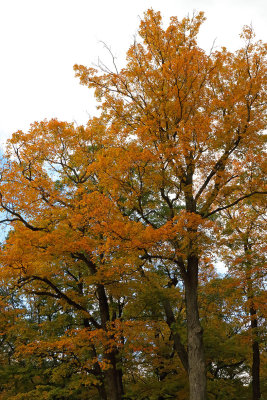Touched by Autumn