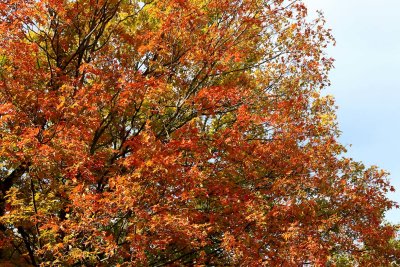 Fall Frame