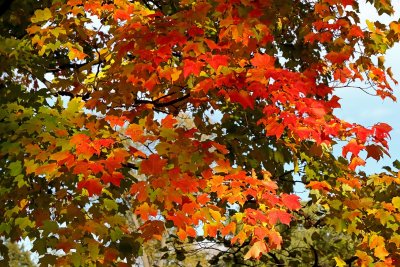 Fall in Front