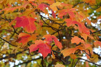 Autumn Suntan