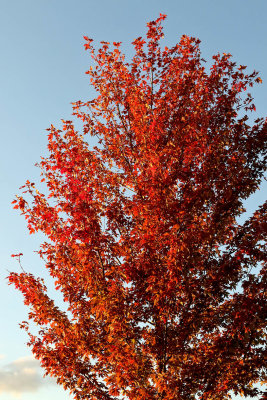 Burnt Branches