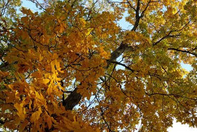 Light Through the Leaves