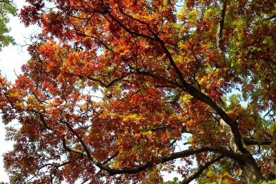 Changing Oak