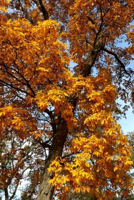 Golden Hickory